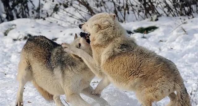 狼凶残、嗜血，为何狗却能与其他动物相处的很好？