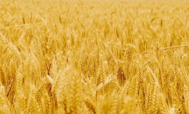 小麦在中国究竟是从何时开始栽培的？
