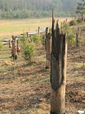 贵州都溪林场空中怪车事件首席专家高调揭秘事实依然令人一头雾水