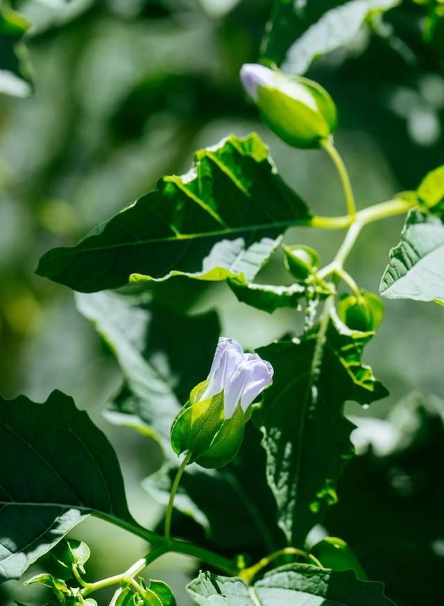 这些植物竟然是制作凉粉的原料？一起来认识一下吧→