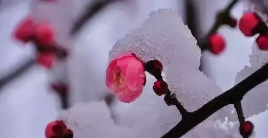 小雪祝福，最美祝福