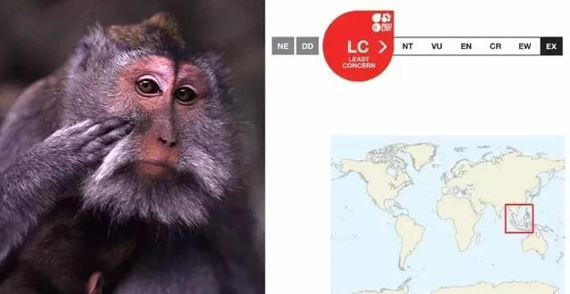 猕猴世界-现今共23种，有7种在中国