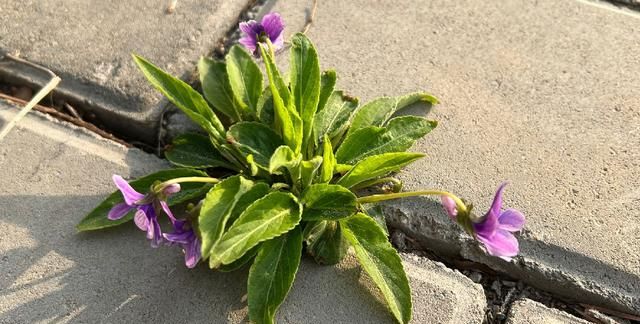 紫花地丁是5月第一鲜，比槐花甜比荠菜鲜，如今正当季，别不懂吃