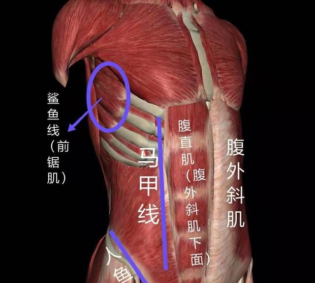 马甲线、人鱼线、鲨鱼线，你到底有几块腹肌……你了解多少呢？