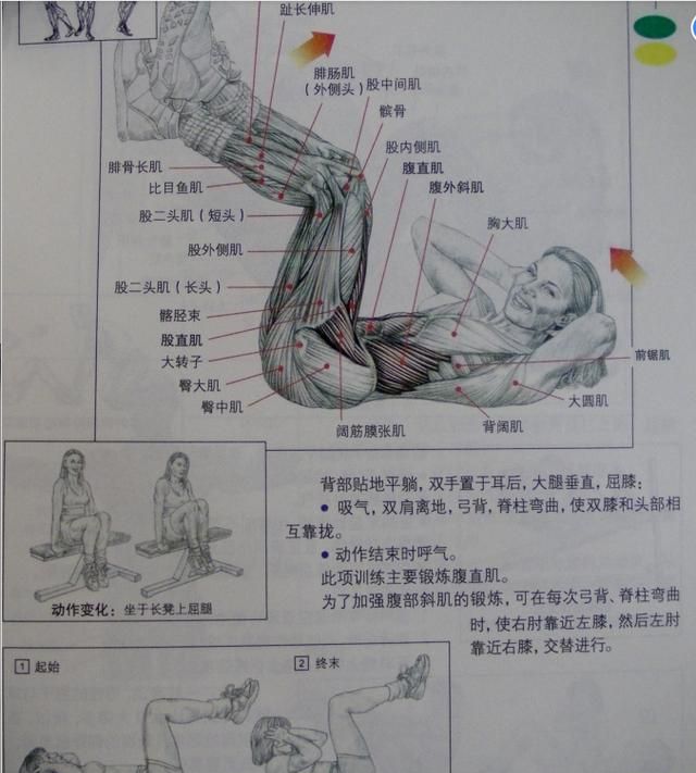 马甲线、人鱼线、鲨鱼线，你到底有几块腹肌……你了解多少呢？