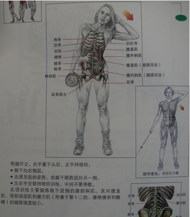 马甲线、人鱼线、鲨鱼线，你到底有几块腹肌……你了解多少呢？