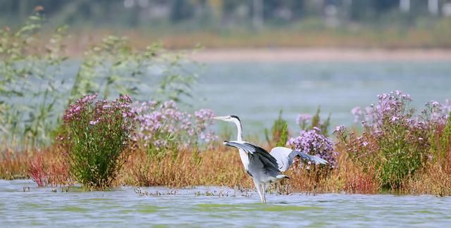 康巴诺尔湖美丽候鸟——苍鹭