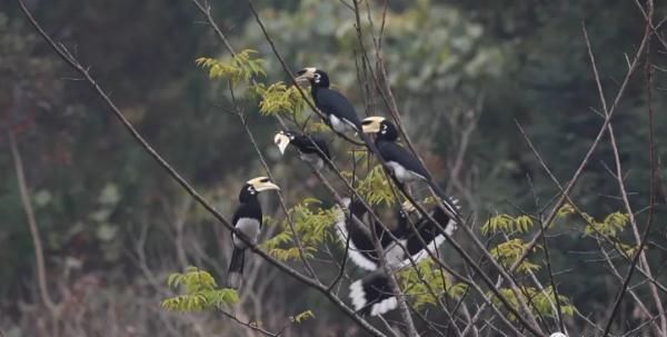 罕见！一级保护动物冠斑犀鸟在广西连续四年自然繁殖八只幼鸟