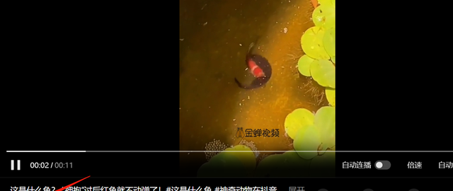辽宁网友拍到一条怪鱼，学会蟒蛇缠绕，3秒就“绞杀”另外一条鱼