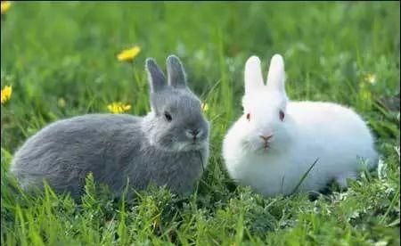 可爱的小兔兔，浑身都是宝！每只利润高达50！
