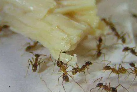 家里发现蚂蚁痕迹，直接撒上糖水，能消灭不少
