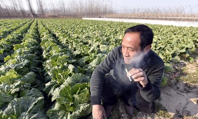 老大爷教我三个笨办法种植秋白菜，出苗齐没病害，棵大还好吃