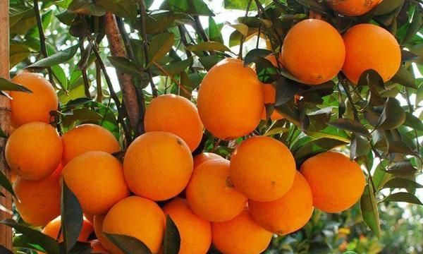 中国哪里橙子最出名最好吃？看看你的家乡上榜没？
