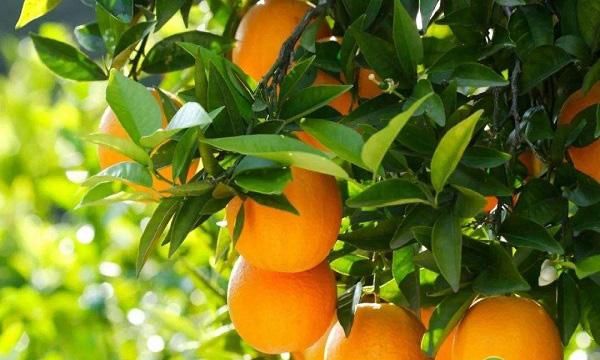 中国哪里橙子最出名最好吃？看看你的家乡上榜没？