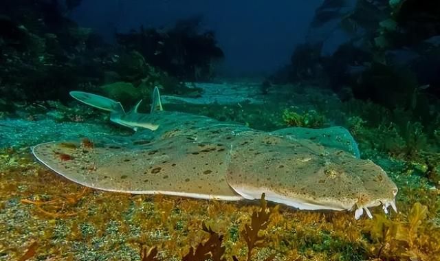 10个巨型深海生物介绍