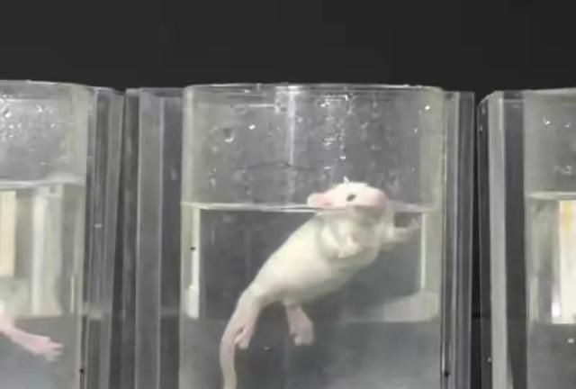 恶毒的动物实验：把老鼠丢进装满水的光滑桶里能活多久？