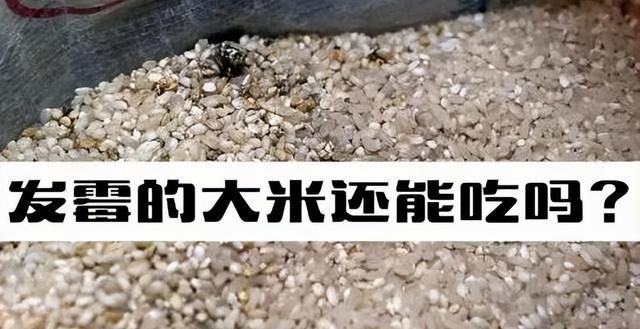 大米发霉怎么办？教你5个超管用的方法！放多久都不怕生虫！