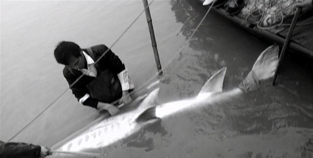 三峡大坝拦起那么久了，长江里的鱼到底有多大了呢？
