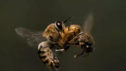 雄蜂！蜂群中的"懒蜂"，也是蜂王的“新郎”，但幸福不过30天