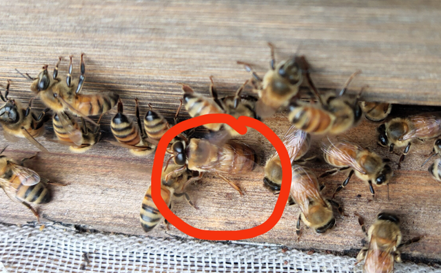 雄蜂！蜂群中的"懒蜂"，也是蜂王的“新郎”，但幸福不过30天