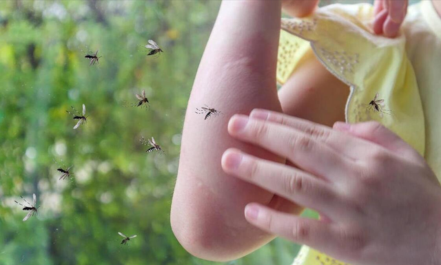 家里蚊子很多？不要慌，教你5个土方法，来一只灭一只，真实用！