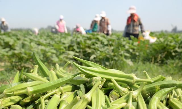 手把手教你如何从种到收种出鲜嫩、高产、优质的秋葵！