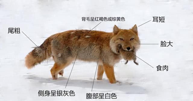 5只藏狐被拍到野外活动，因一张厌世方脸走红的藏狐，有何特点？