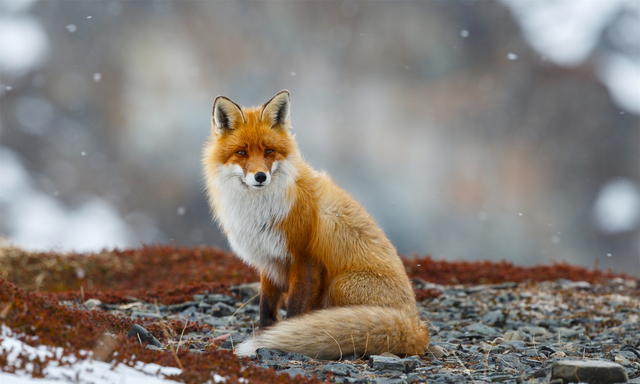 5只藏狐被拍到野外活动，因一张厌世方脸走红的藏狐，有何特点？