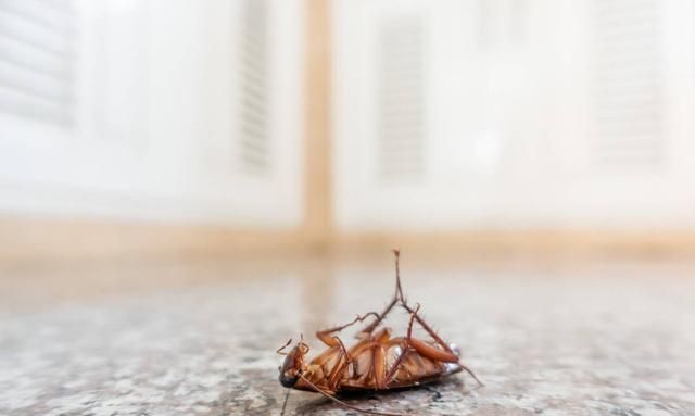 蟑螂是怎么出现在家里的？爬过的地方怎么处理？三种处理方法介绍