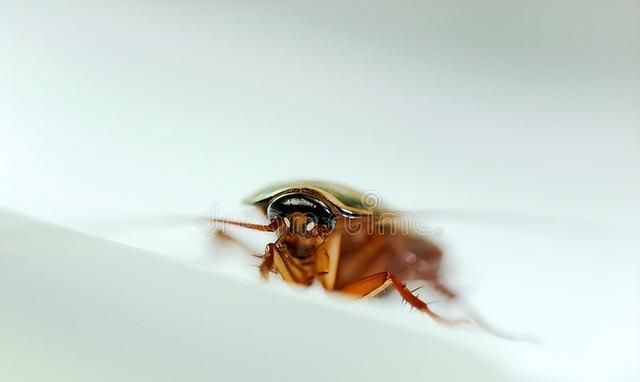 蟑螂是怎么出现在家里的？爬过的地方怎么处理？三种处理方法介绍