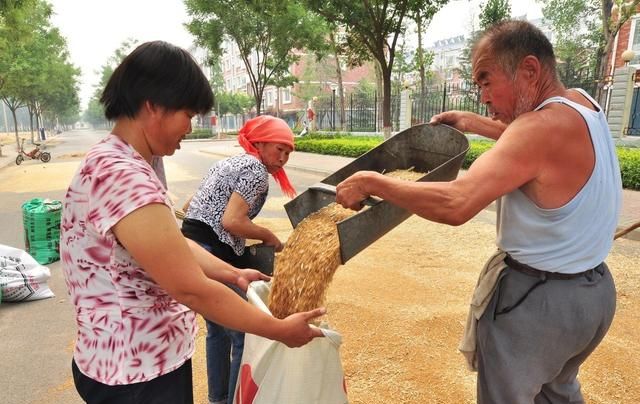 小麦已收获，储存时按照这4个步骤，种子不容易生虫和发霉