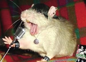 奇事奇物：会“唱歌”的老鼠