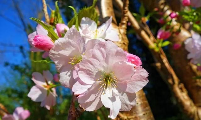 诗词丨春色满园关不住，岁月安暖正逢花！
