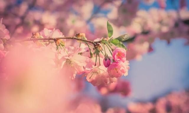 诗词丨春色满园关不住，岁月安暖正逢花！