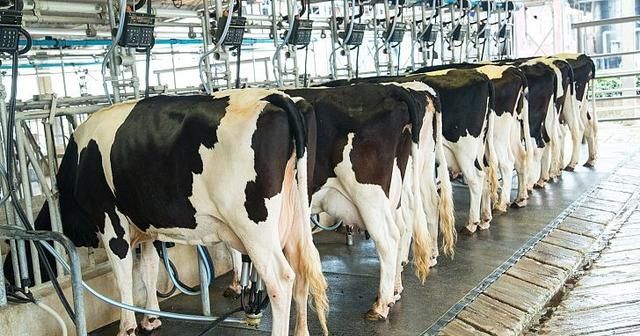 奶牛为什么一直产奶？奶油、黄油、芝士、炼乳是牛奶如何加工来的