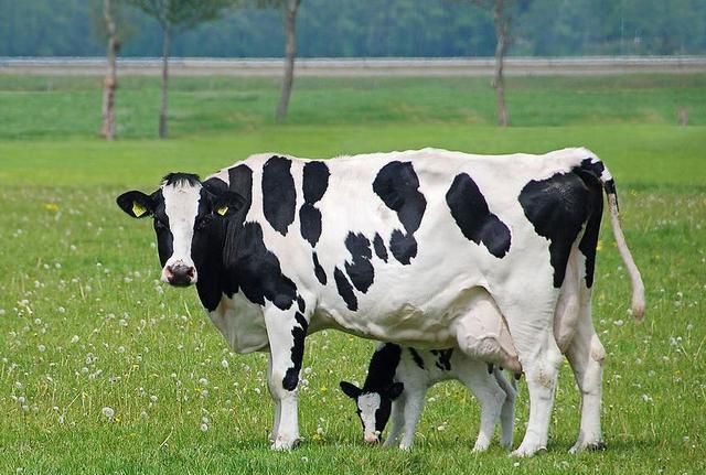 奶牛为什么一直产奶？奶油、黄油、芝士、炼乳是牛奶如何加工来的