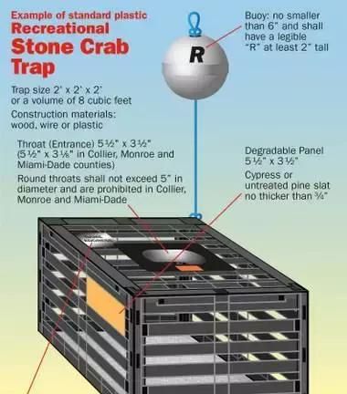 佛罗里达石蟹：美国政府禁止捕整蟹，只有硕大的蟹钳被掰下来吃了