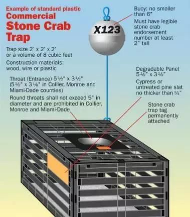 佛罗里达石蟹：美国政府禁止捕整蟹，只有硕大的蟹钳被掰下来吃了