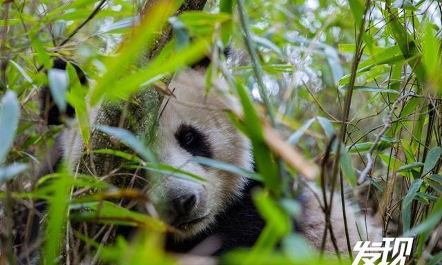 发现丨秦岭野生大熊猫 憨态可掬生活惬意