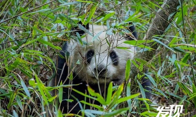 发现丨秦岭野生大熊猫 憨态可掬生活惬意