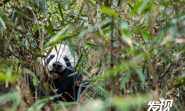 发现丨秦岭野生大熊猫 憨态可掬生活惬意