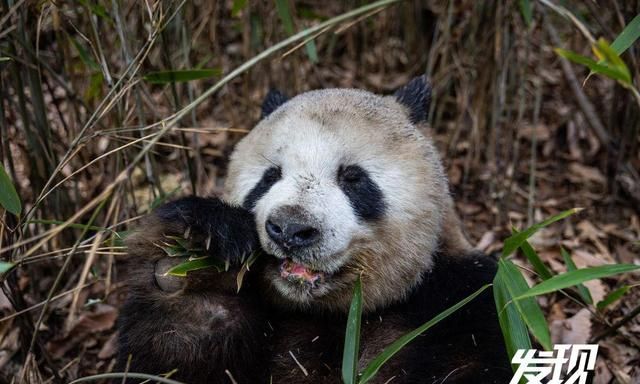 发现丨秦岭野生大熊猫 憨态可掬生活惬意