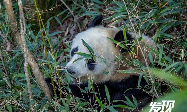 发现丨秦岭野生大熊猫 憨态可掬生活惬意