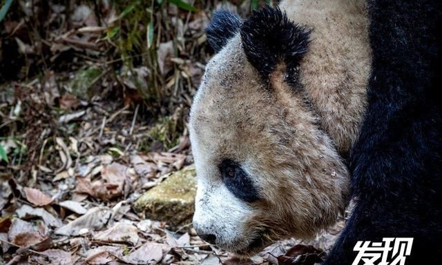 发现丨秦岭野生大熊猫 憨态可掬生活惬意