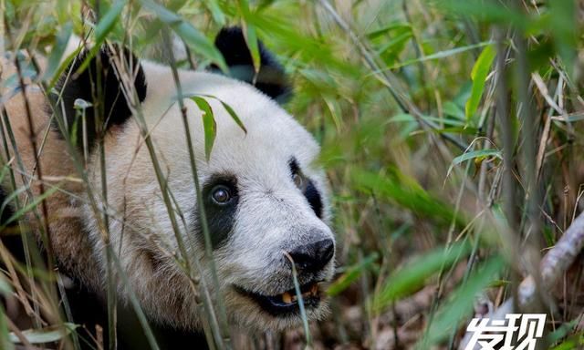 发现丨秦岭野生大熊猫 憨态可掬生活惬意