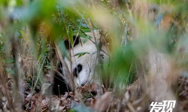 发现丨秦岭野生大熊猫 憨态可掬生活惬意