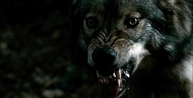 极度恐慌:老人口中有关狼和鬼的故事