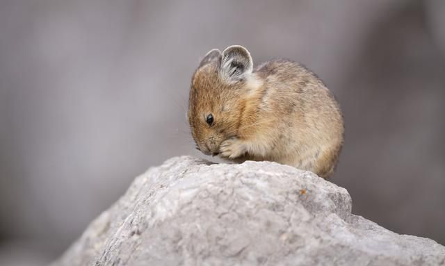 可爱的美洲鼠兔，到底是老鼠还是兔子？特别怕热，几十年后恐灭绝