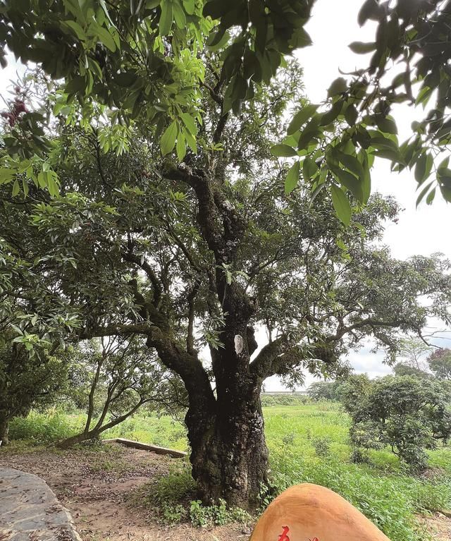 果香味更浓 荔枝皮内部呈粉红色