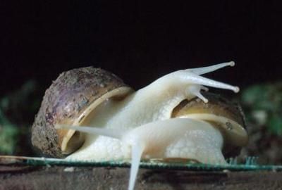 吓到爆！小学生养白玉蜗牛到四世同堂，怕是个潜在的农业大户吧？